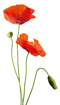 Close up of red poppies isolated on transparent background
