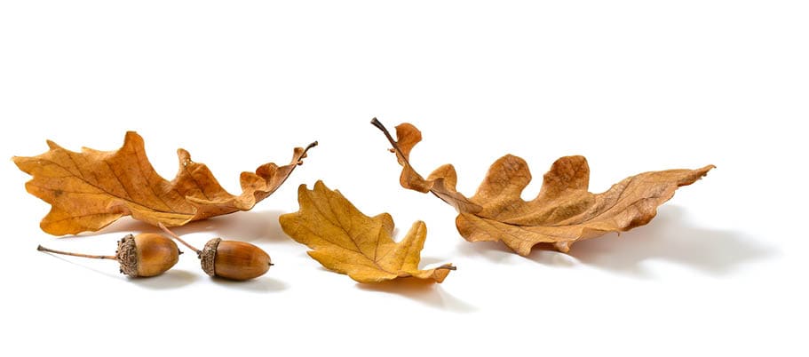 Autumn oak leaves and acorns isolated on white background