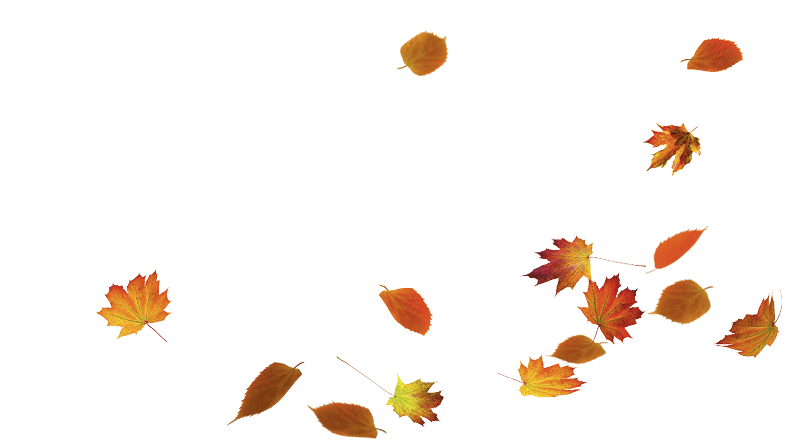 autumn colored fall leaves on transparent background overlay
